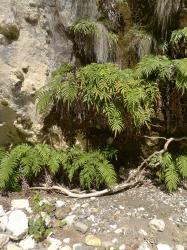 Blechnum triangularifolium. Mature plants growing on a vertical calcareous rock face.
 Image: L.R. Perrie © Te Papa CC BY-NC 3.0 NZ
